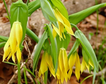 20 Seeds Sessile Bellwort ... 20 Seeds Sessile Bellwort ...