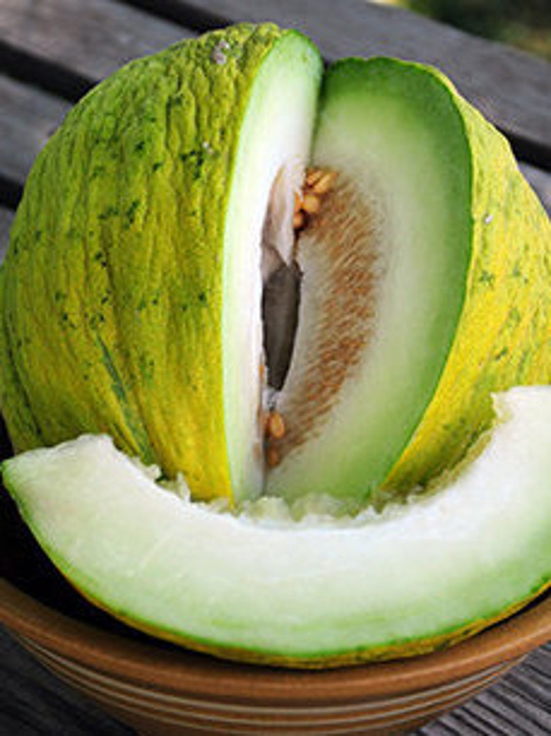 50 Casaba Golden Beauty Melons Seeds Etsy