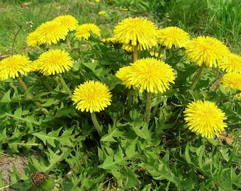 Perennial 5 Dandelion bear root plants ORGANIC