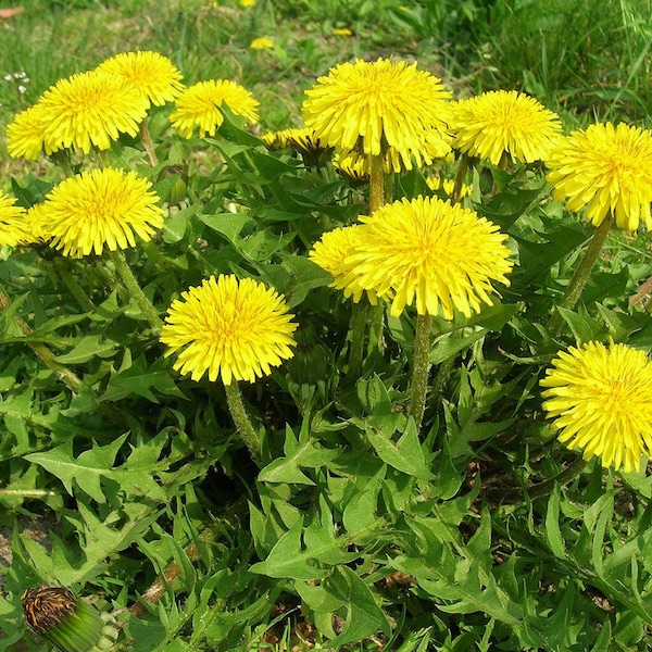 5 plantas perennes de diente de león con raíz de oso ORGÁNICAS