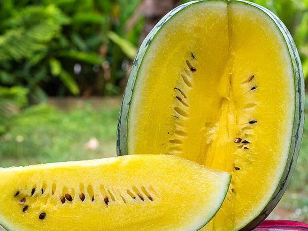 10 Golden Honey Watermelon Seeds Etsy