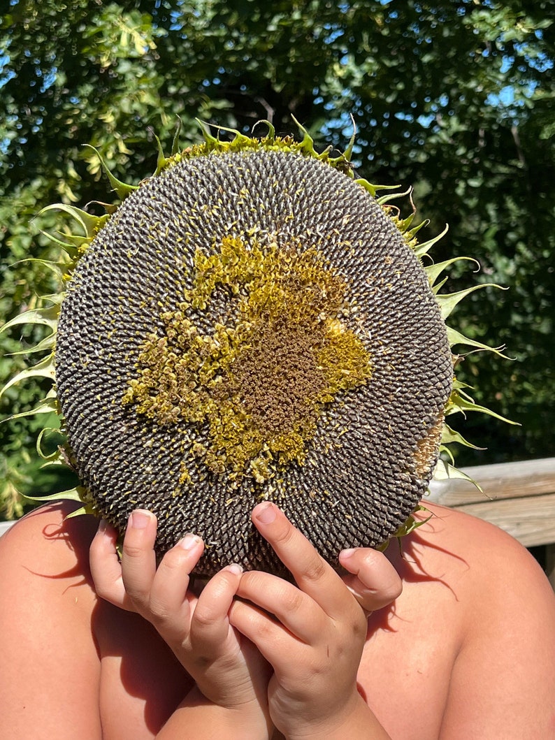 Kong Hybrid Sunflower 10 Seeds 14 Etsy