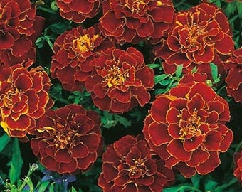 50+ French marigold red cherry seeds