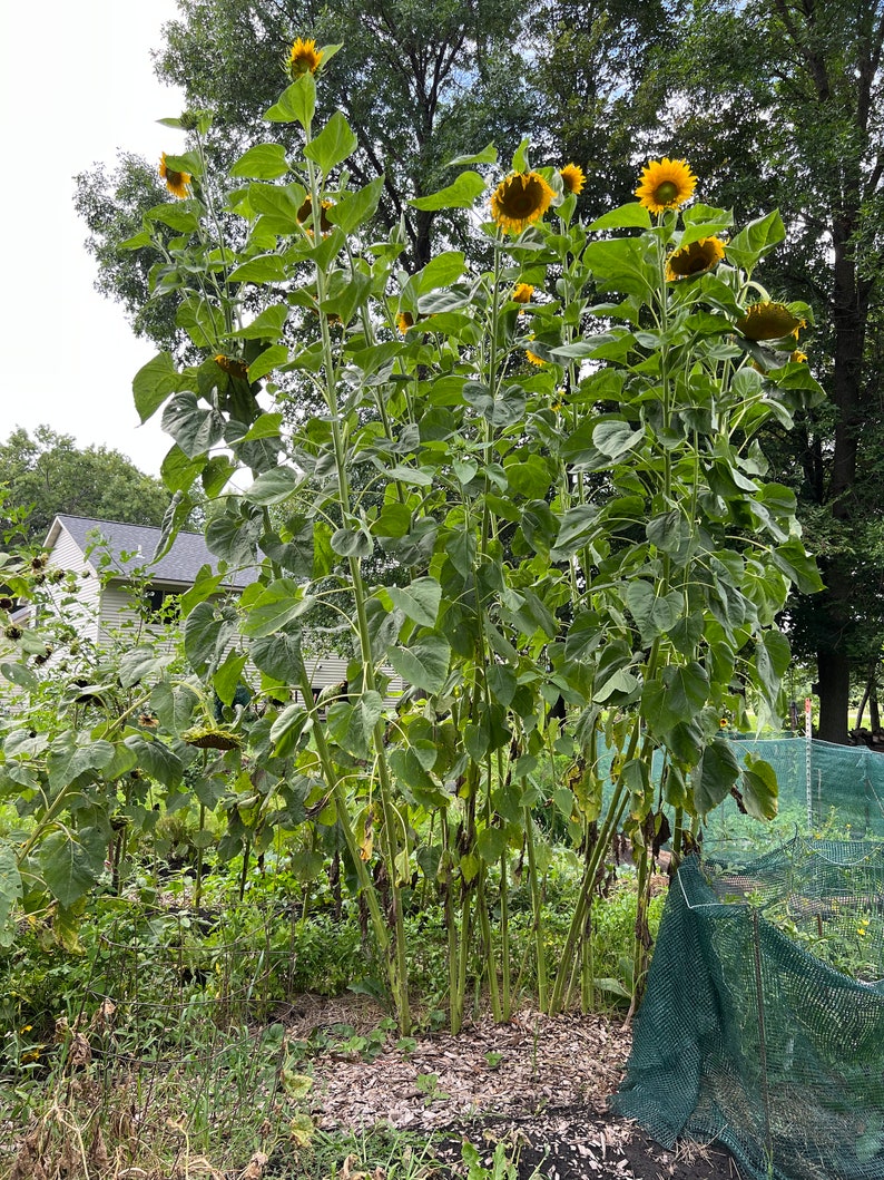 Kong Hybrid Sunflower 10 Seeds 14 Etsy