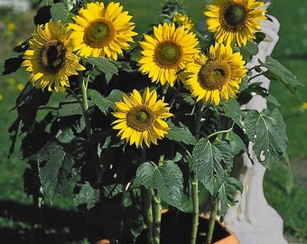 Munchkin sunflower 10 seeds #40