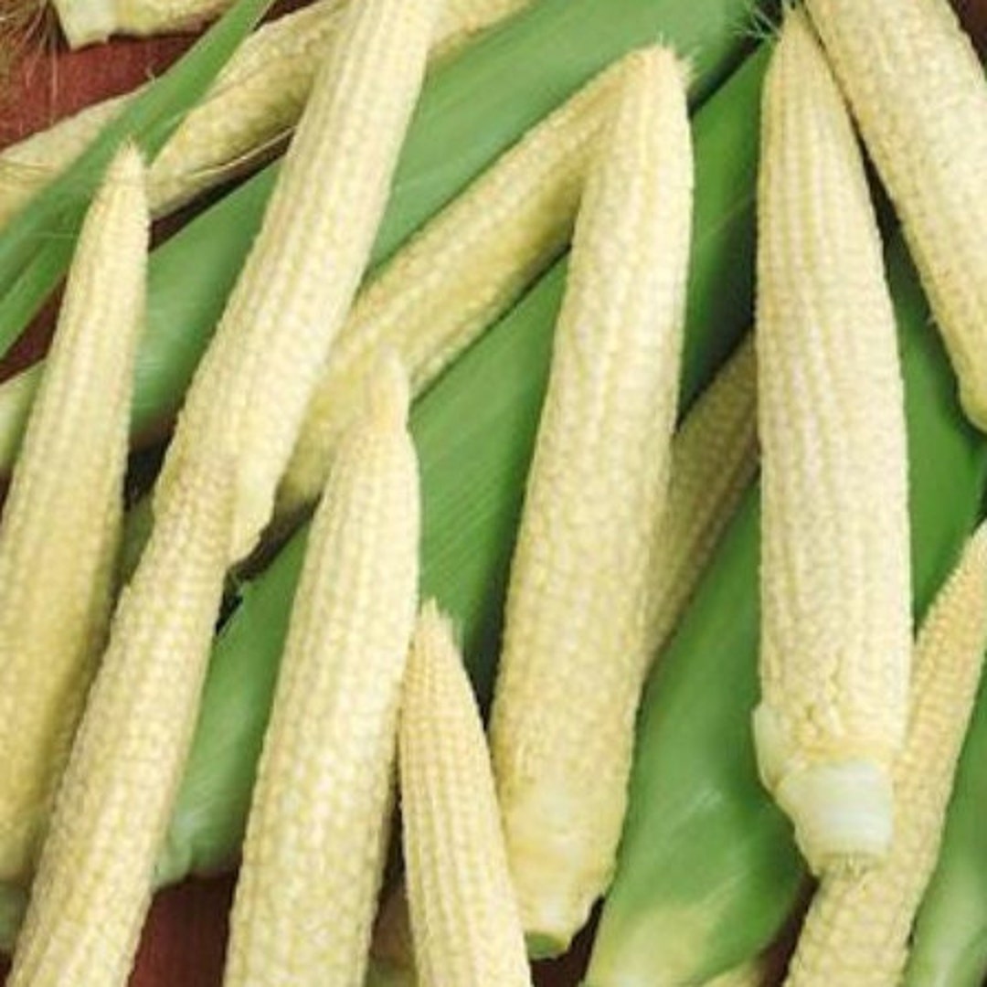 50 Japanese Hulless Popcorn Seeds 167 Etsy