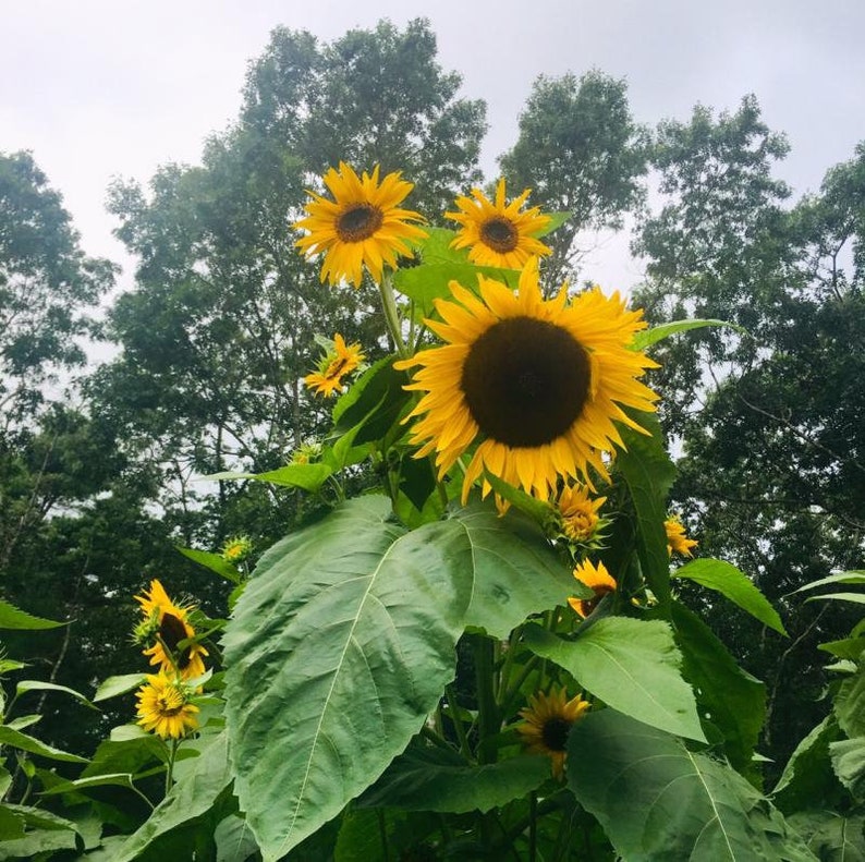 Kong Hybrid Sunflower 10 Seeds 14 Etsy