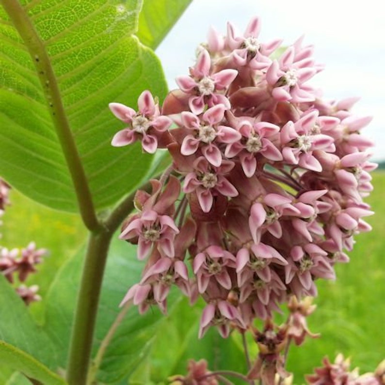 50 Common Milkweed Seeds Etsy