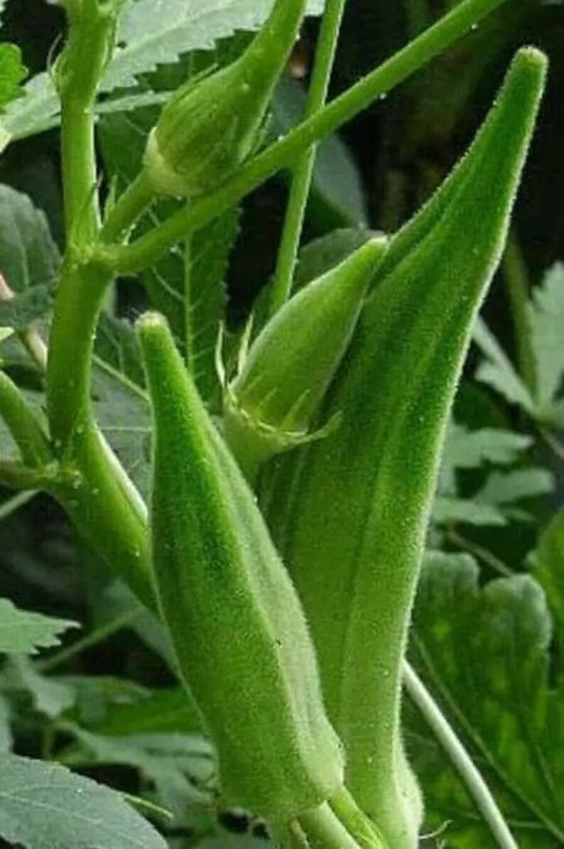 20 Clemson Spineless Okra Seeds 169 Etsy