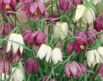 5 Checkered Lily or The Snake’s Head Fritillary zone 4-9