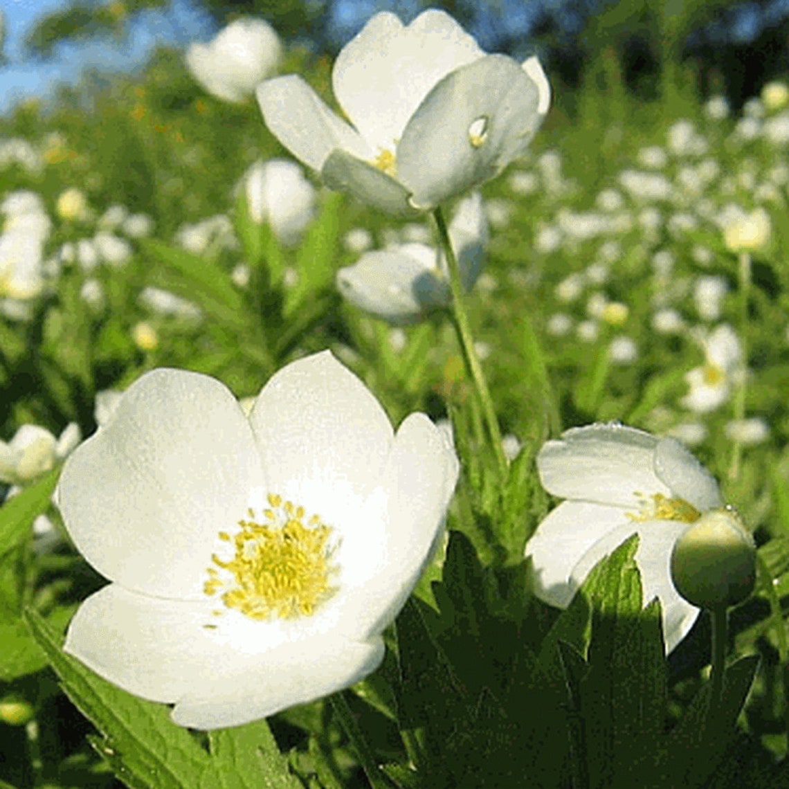 Perennial 20canada Anemone Flower Seeds Zone 39 Etsy
