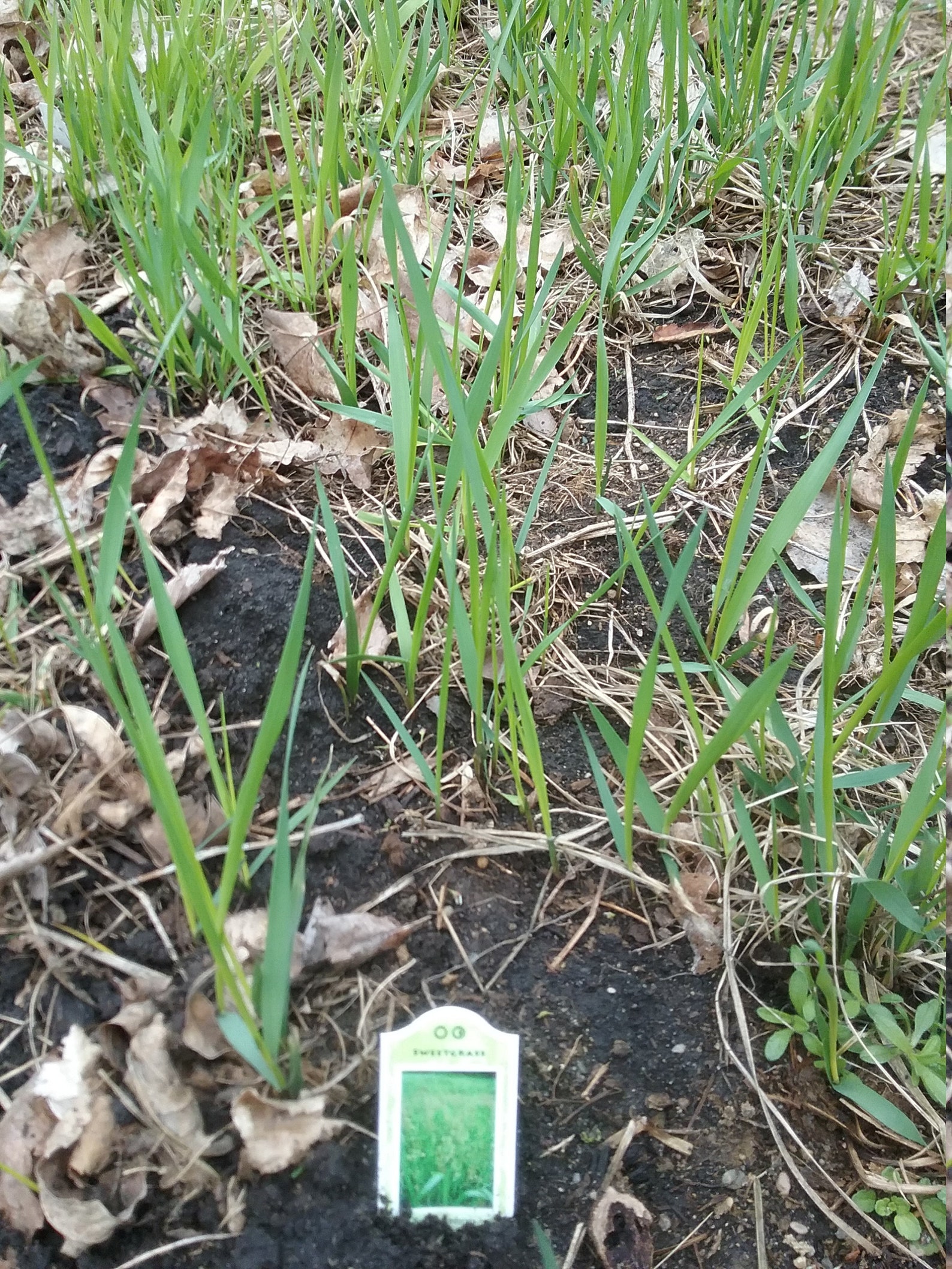 Sweet Grass Hierochloe odorata 5 Bare root plant Organic Etsy