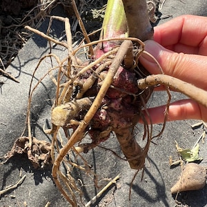 May include: A harvested dahlia tuber clump with a thick, green central stem and numerous light brown, fibrous roots extending outward. The central tuberous mass is a deep reddish-purple color with a knobby, irregular texture and surface.