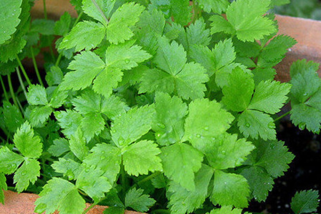 Perennial 20japanese Parsley Mitsuba Seeds Zone 49 Etsy