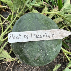 50 Blacktail Mountain watermelon seeds #13