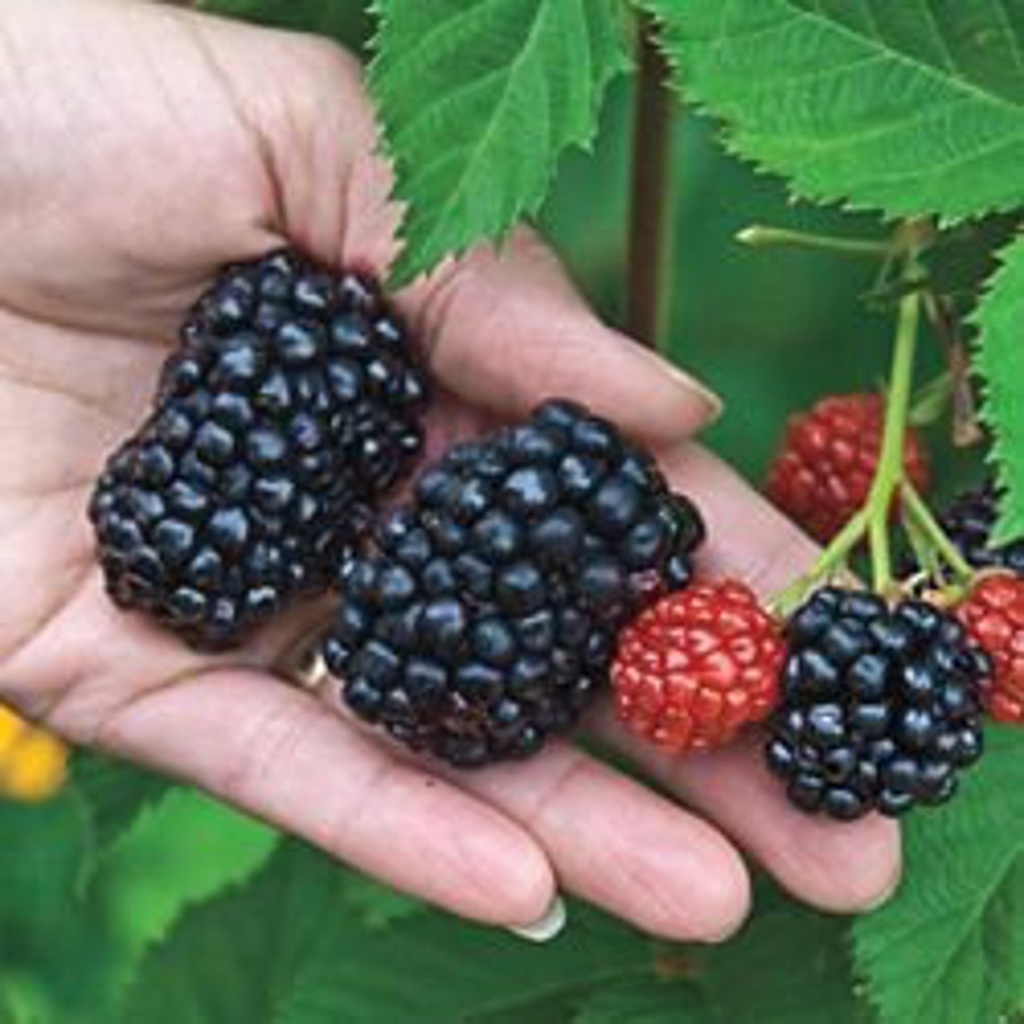 Organic 2 Kiowa blackberry bare root plants Etsy