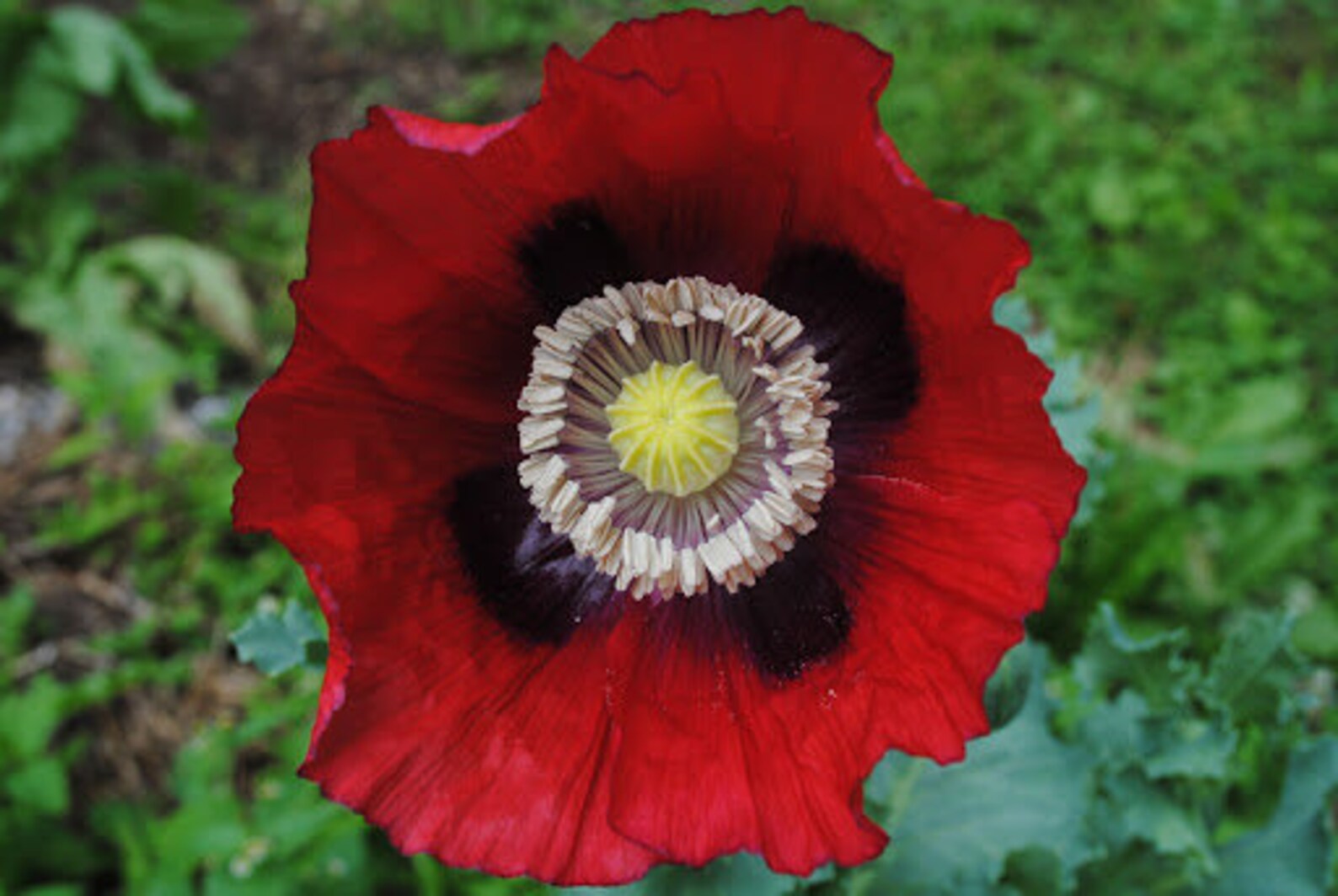 100 Red Poppy Flower Seeds Etsy