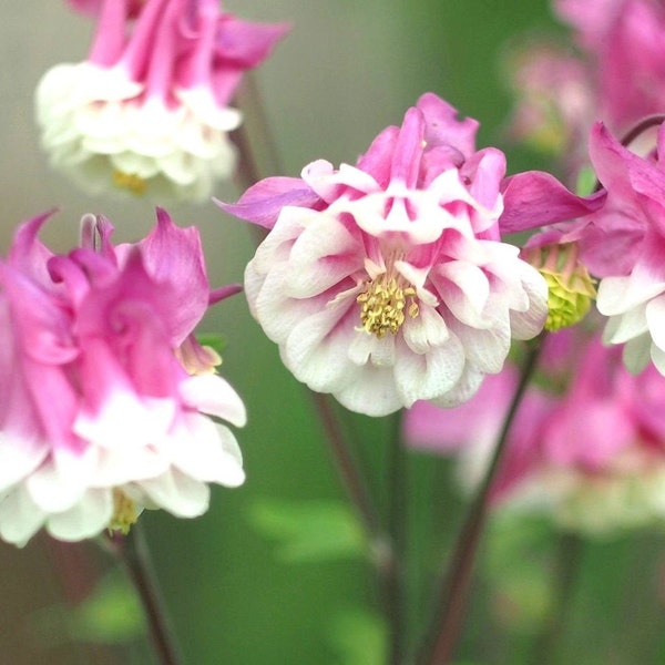 Perennial 50 Pink Petticoat Columbine Seed Zone 3-9