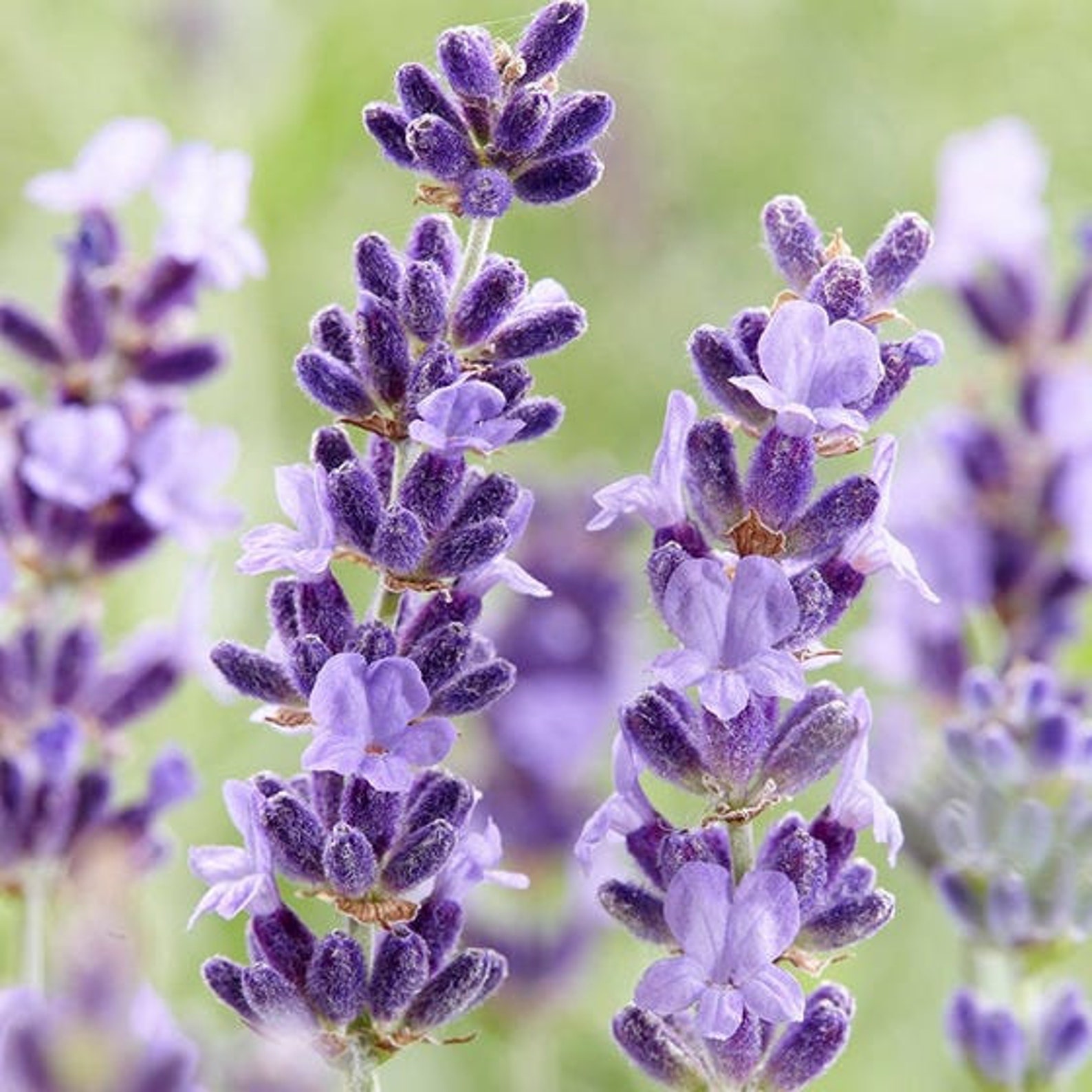 Lavender Common English SEEDS Etsy