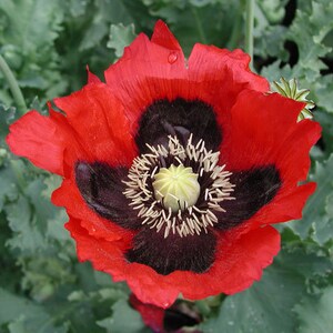 100 Red Poppy Flower Seeds - Etsy