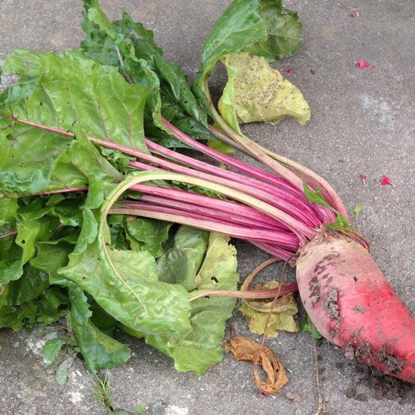 500 Beets mammoth red mangel seeds #131