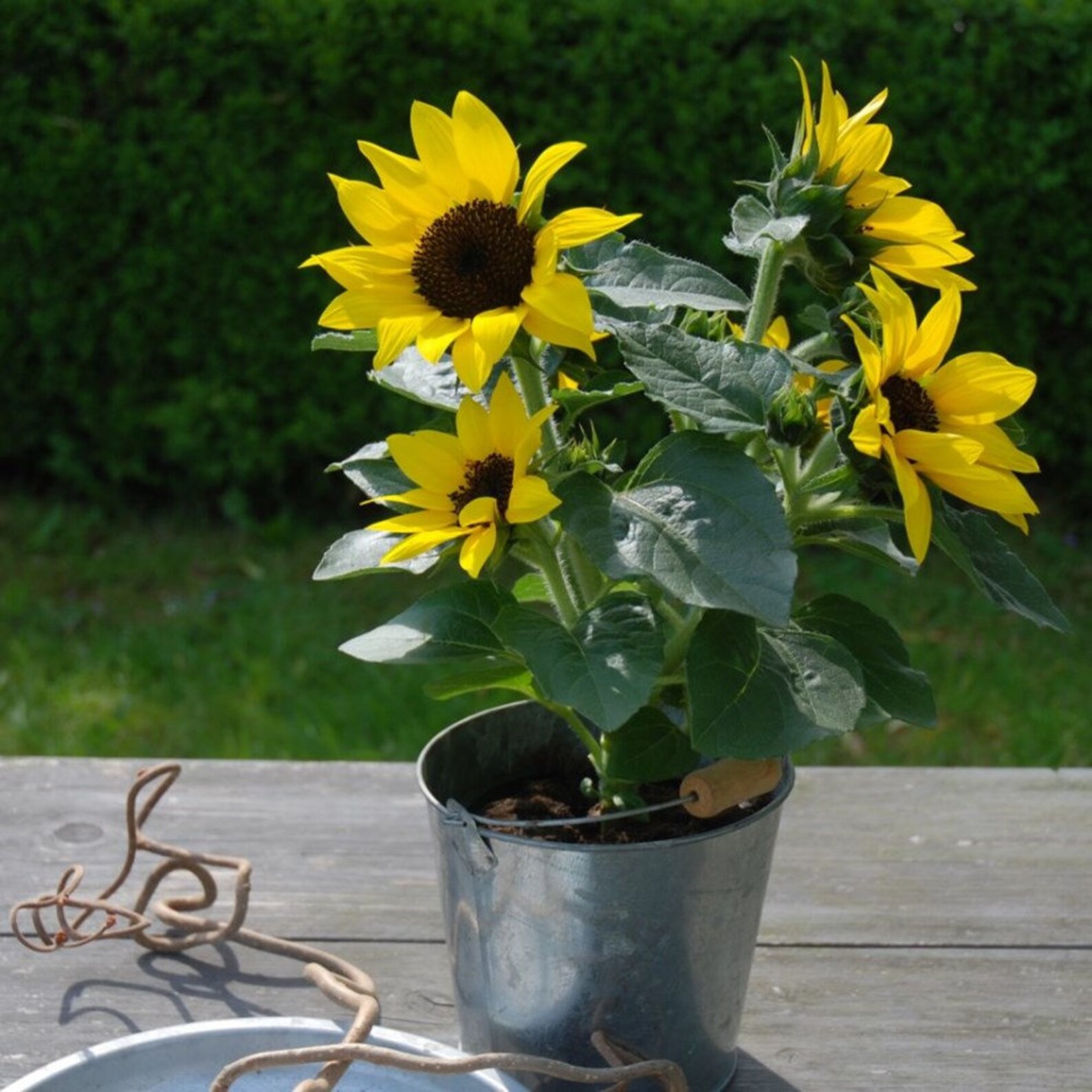 Container Sunflowers Junior 10 seeds 38 Etsy