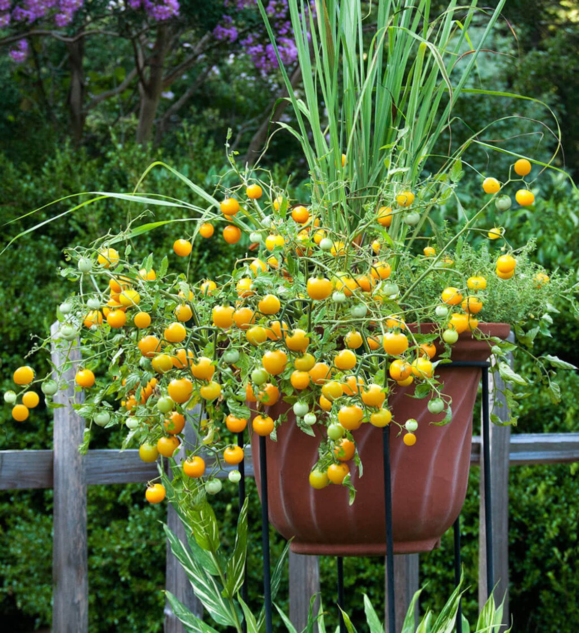 20Patio Tomato Choice Yellow seeds Etsy