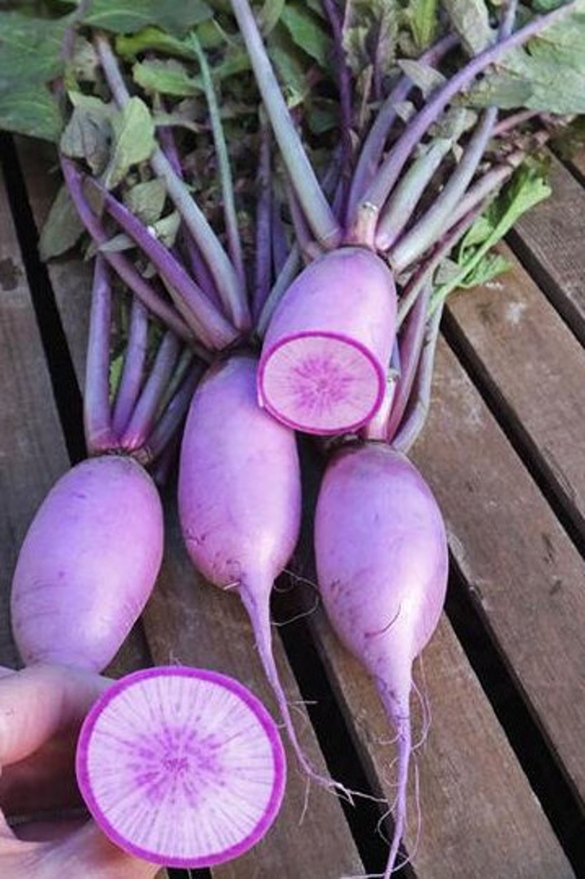 50korean Radish Bora King Hybrid Seeds Etsy UK