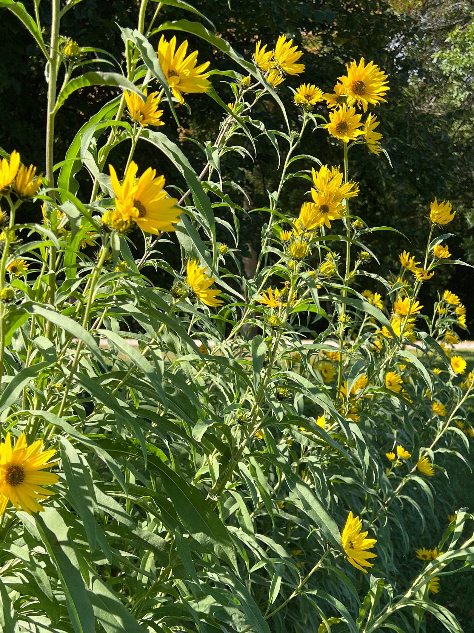 50 Perennial Sunflower Maximilian Seeds Zone 39 Etsy