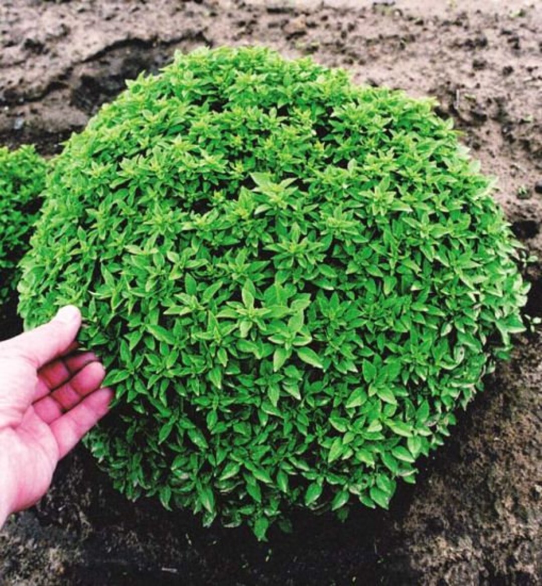 200spicy Globe Basil Seeds 160 Etsy