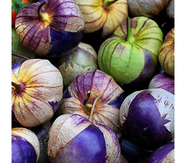 30Really Purple Tomatillo F1 Tomatillo seeds Etsy