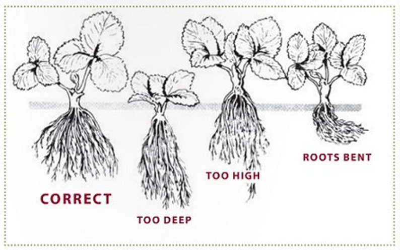 усы корень. размножение ремонтантной клубники усами. корневая шейка у клубники. усы корень. корневая шейка у клубники.