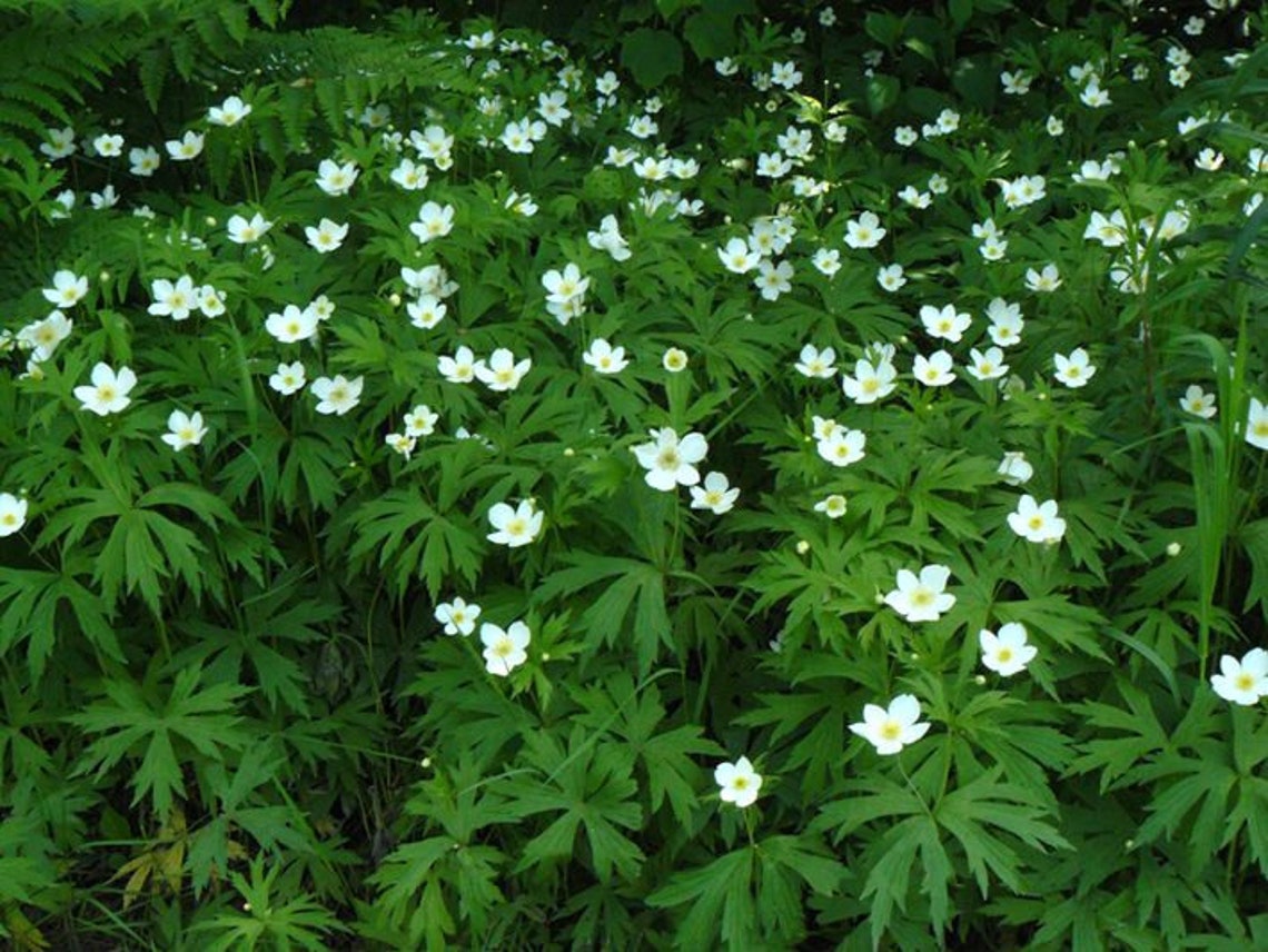 Perennial 20canada Anemone Flower Seeds Zone 39 Etsy