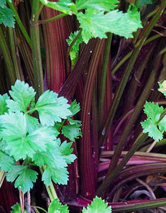 Organic 50 Red venture Celery seeds Etsy