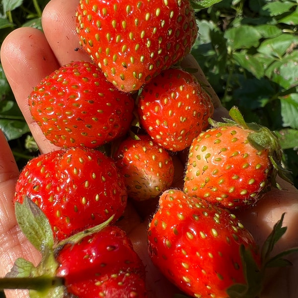 Everbearing Strawberry Plants Etsy