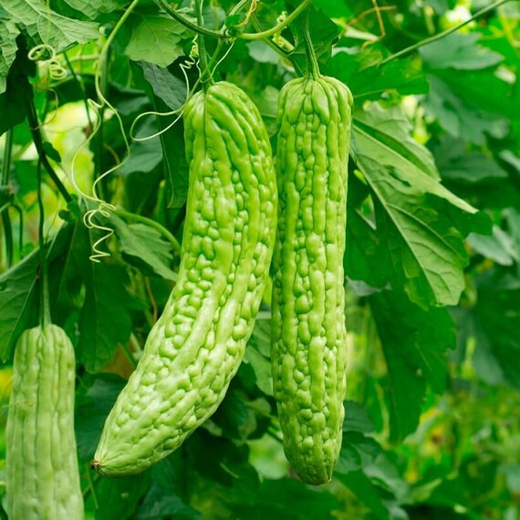 5green Bitter Gourd Seeds 06 Etsy 5green Bitter Gourd Seeds 06 Etsy