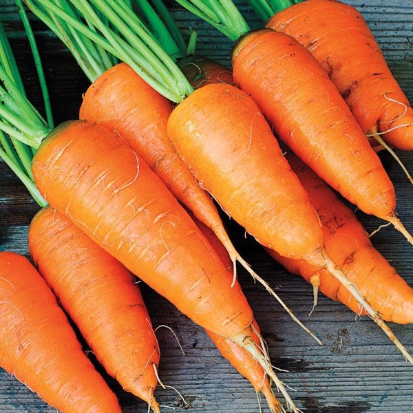 200+Japanese Carrot New Kuroda seeds #36