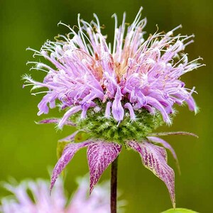 Perennial 200+wild bergamot seeds Zone 3-9 #02