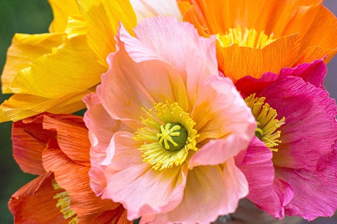 100perennial Iceland Poppy Seeds Zone 39 seeds Need Cold to