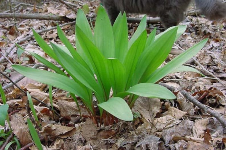 Perennial 20 Wild Leek Seeds 102 zone 39 Etsy