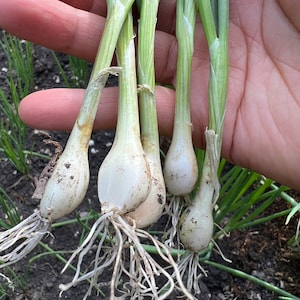 May include: A handful of freshly harvested green onions. The white bulbs are covered in soil, with long, white roots. The green stalks are vibrant and healthy, showing the freshness of the produce.