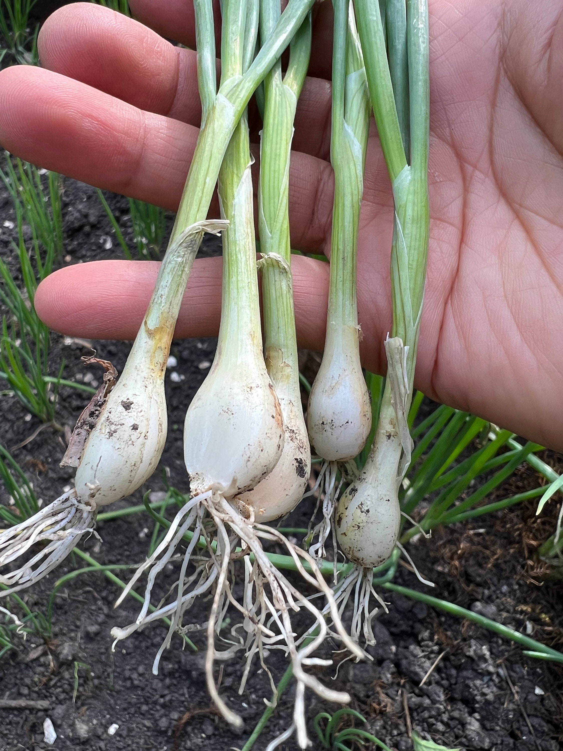 Shallot Long French Onion Seeds - Cena: €1.95