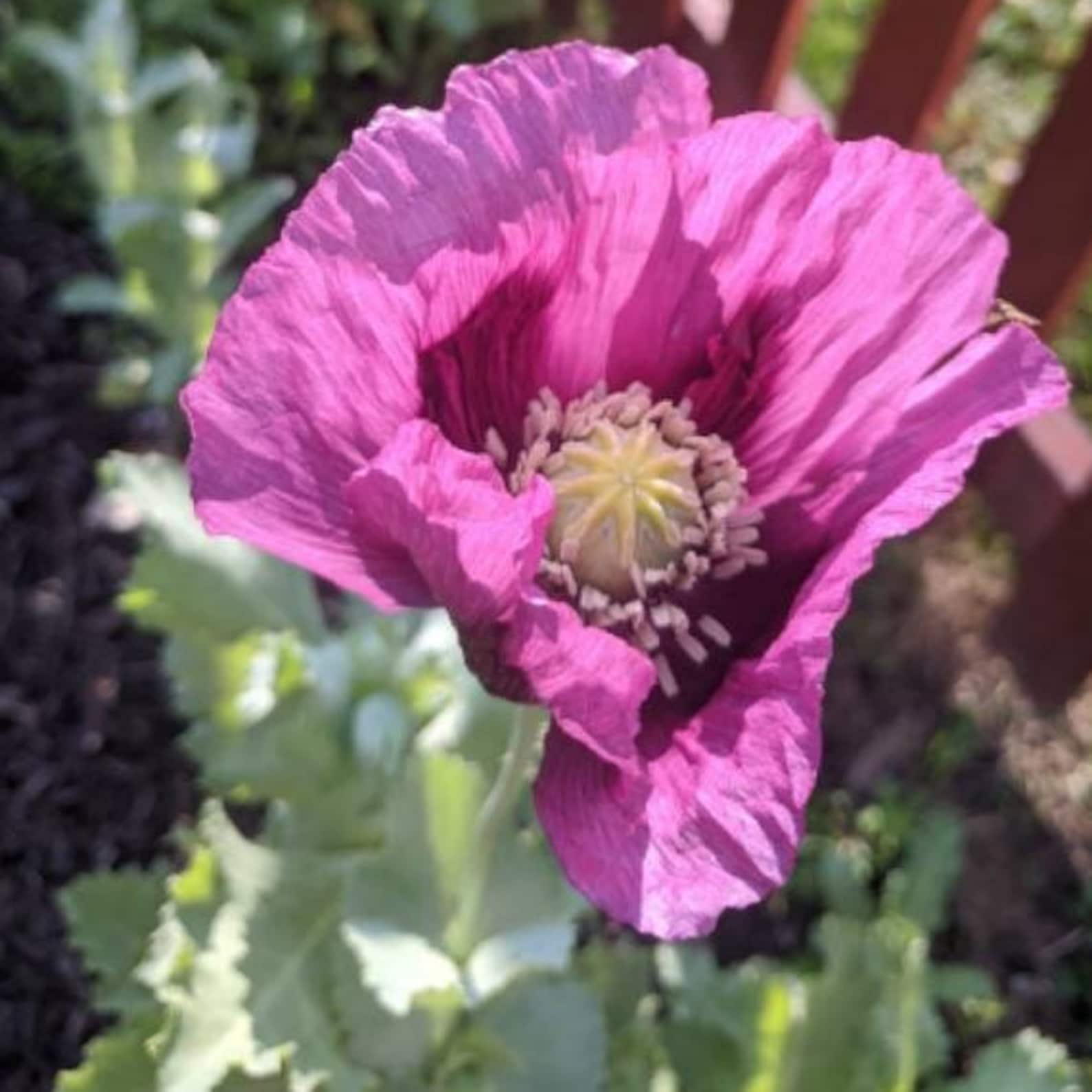 100 Hungarian Breadseed Poppy Seeds Etsy