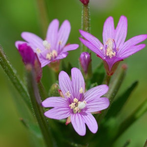 500  Northern willow herb seeds