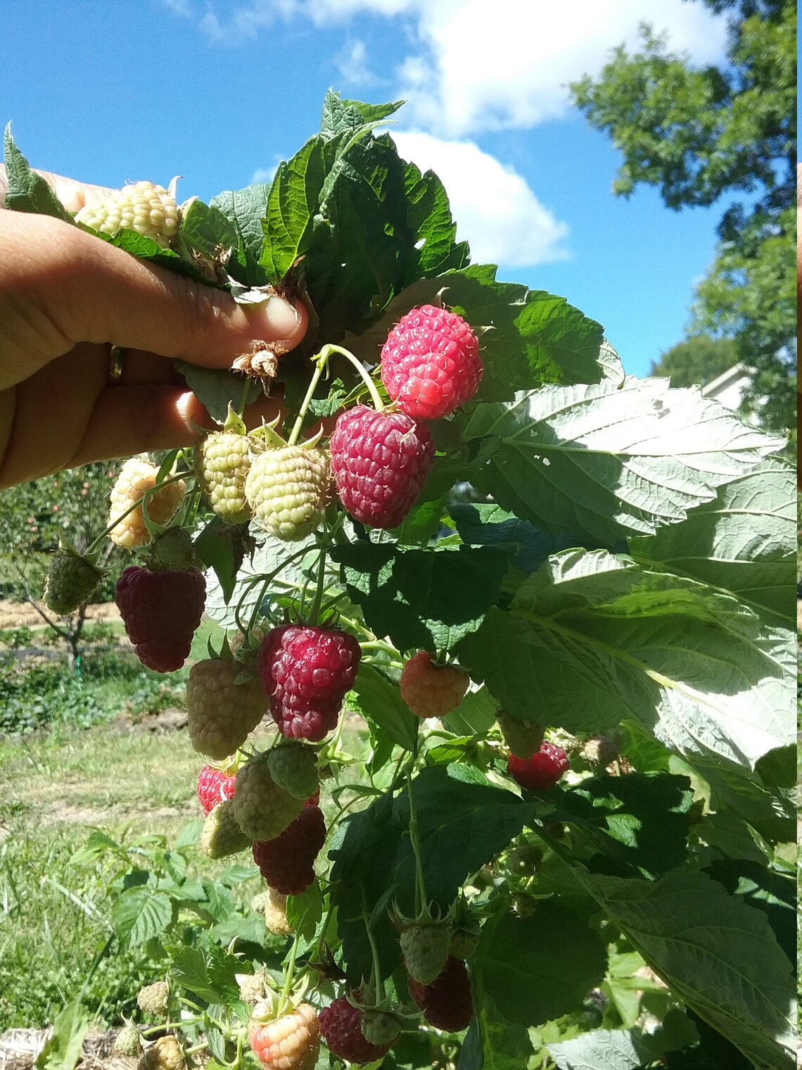 Joan J thornless primocane raspberry bare root plants Etsy