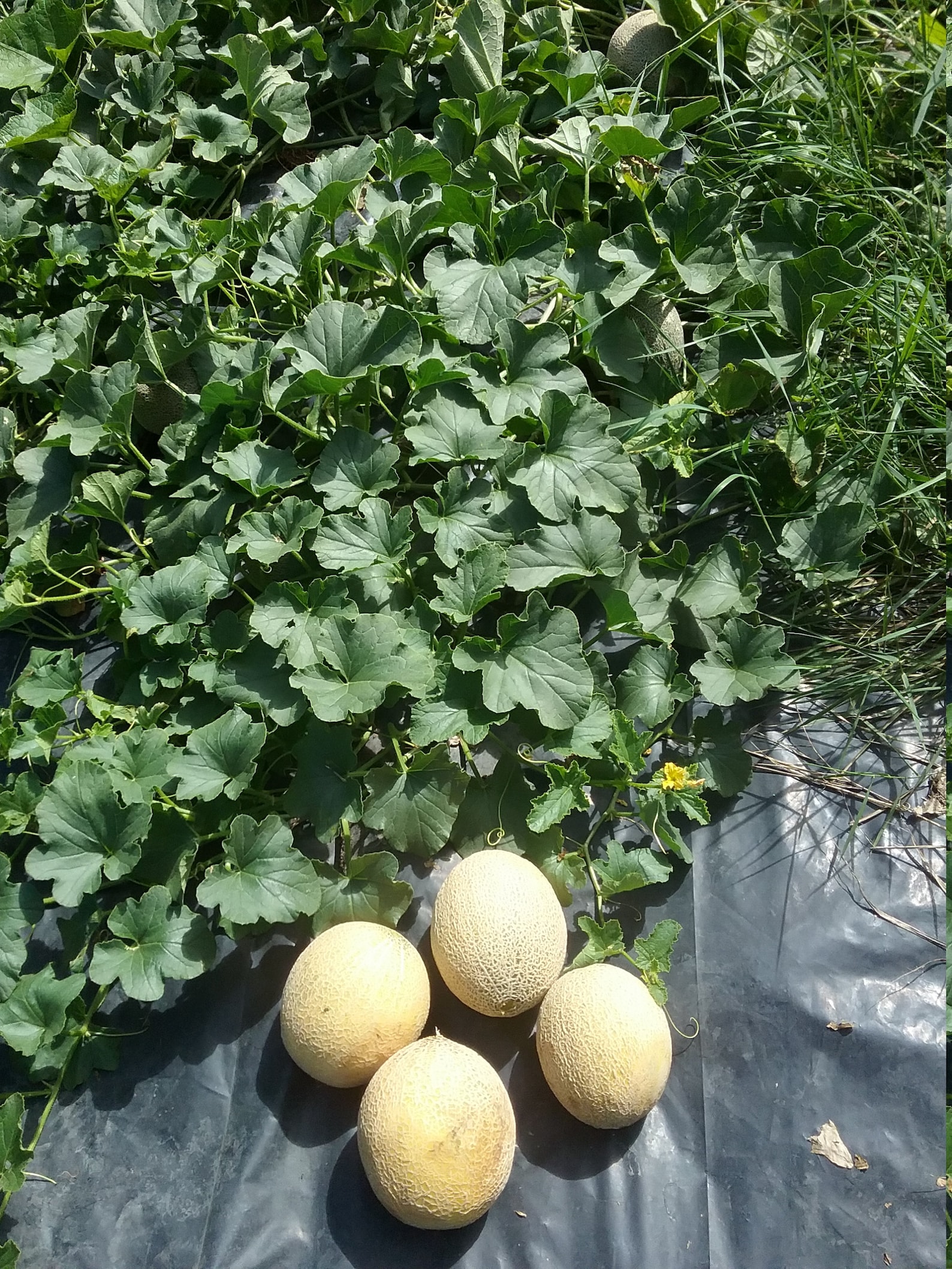 5 Sugar Kiss Melon Seeds Organic Home Grow Etsy