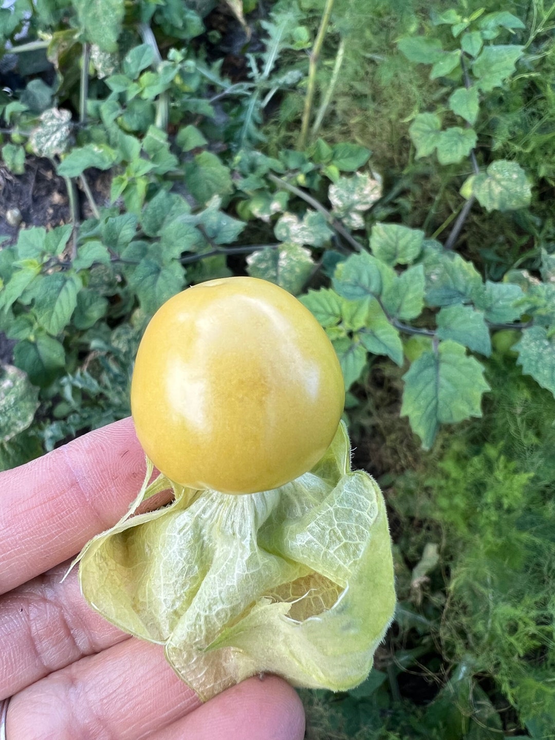 50 Giant Poha Berry Ground Cherry Seeds Etsy