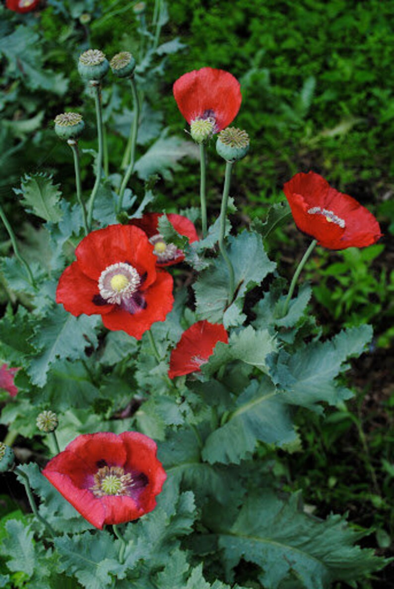 100 Red Poppy Flower Seeds Etsy