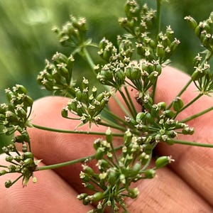 May include: A cluster of green, budding umbel flowers with thin, branching stems. The plant features small, oval-shaped seed pods topped with tiny, pale, star-like florets, arranged in a radial pattern characteristic of the Apiaceae family.