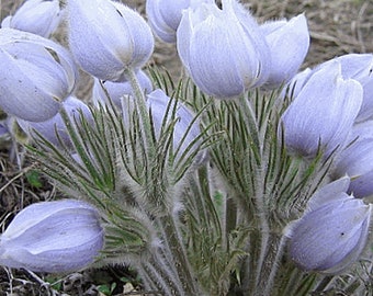 Perennial 50+Wildflower Pasque Flower seeds #91 Zone 4-9